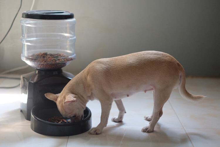25 lb dog feeder