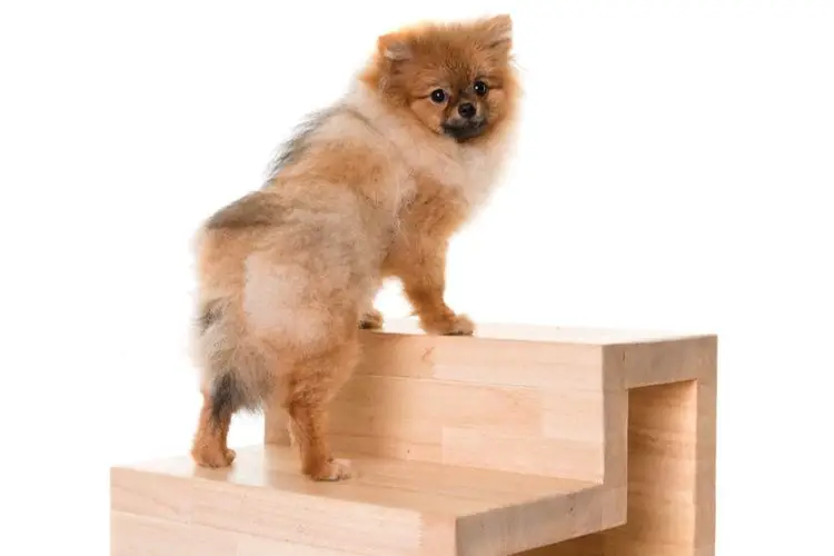 The 25 Best Dog Steps \u0026 Stairs of 2020 